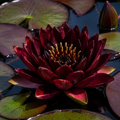 Nymphaea Black Princess