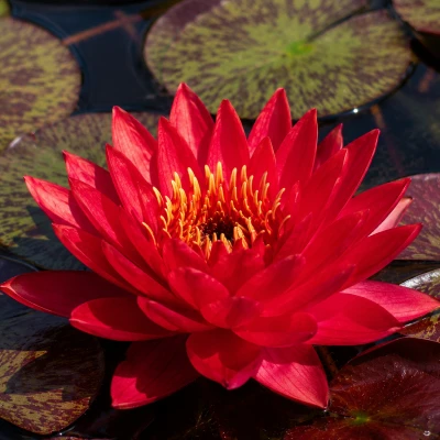 Nymphaea Reine du Bal