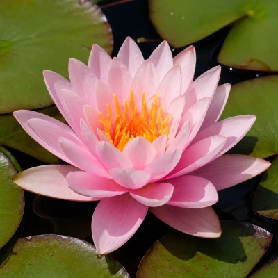 Nymphaea Carnea