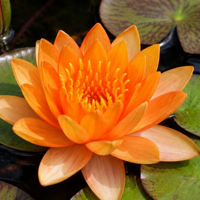 Nymphaea Little Sue