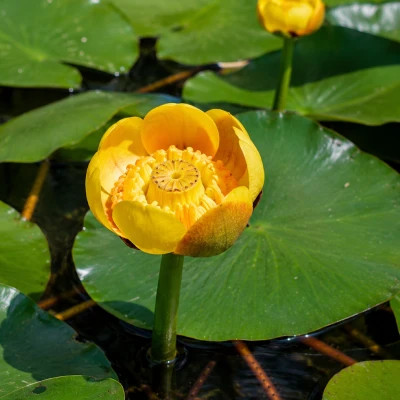 Nuphar Advena