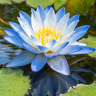 Nymphaea Gigantea blue