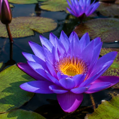 Nymphaea Purpulecens