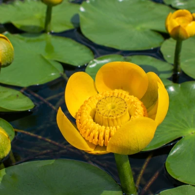 Nuphar Lutea