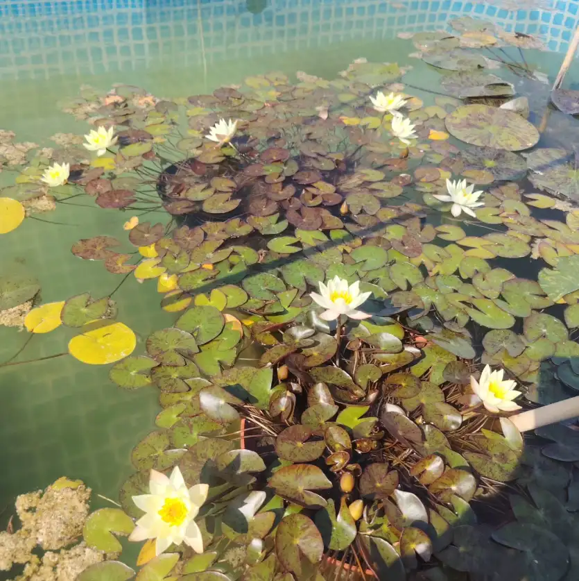 Nymphaea pygmaea helvola