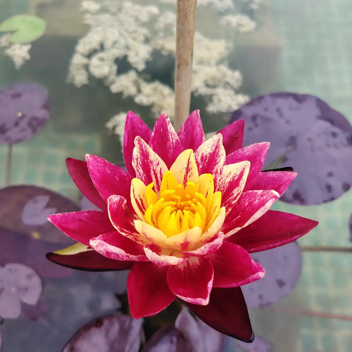 Nymphaea Ring Of Fire