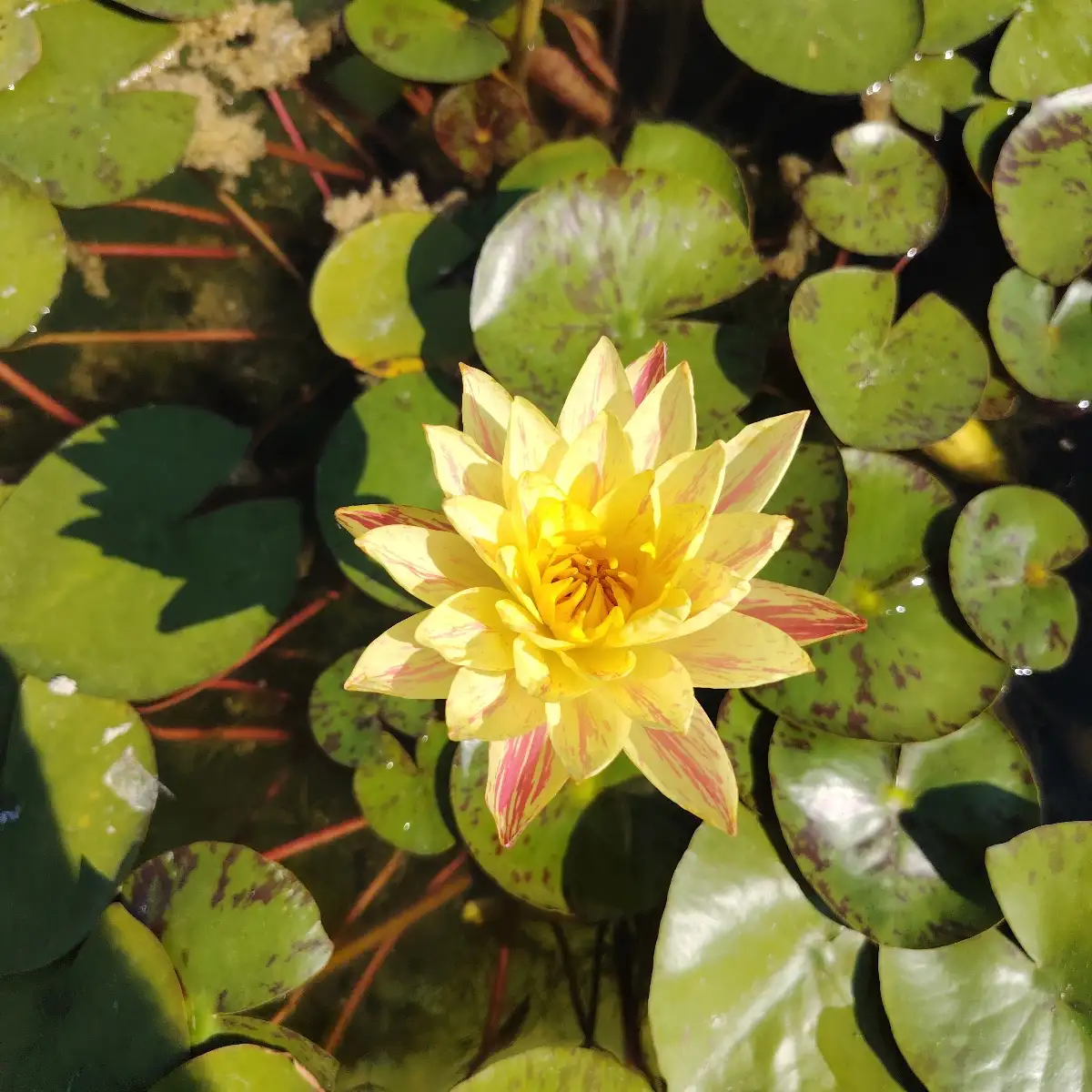 Nymphaea Paranee