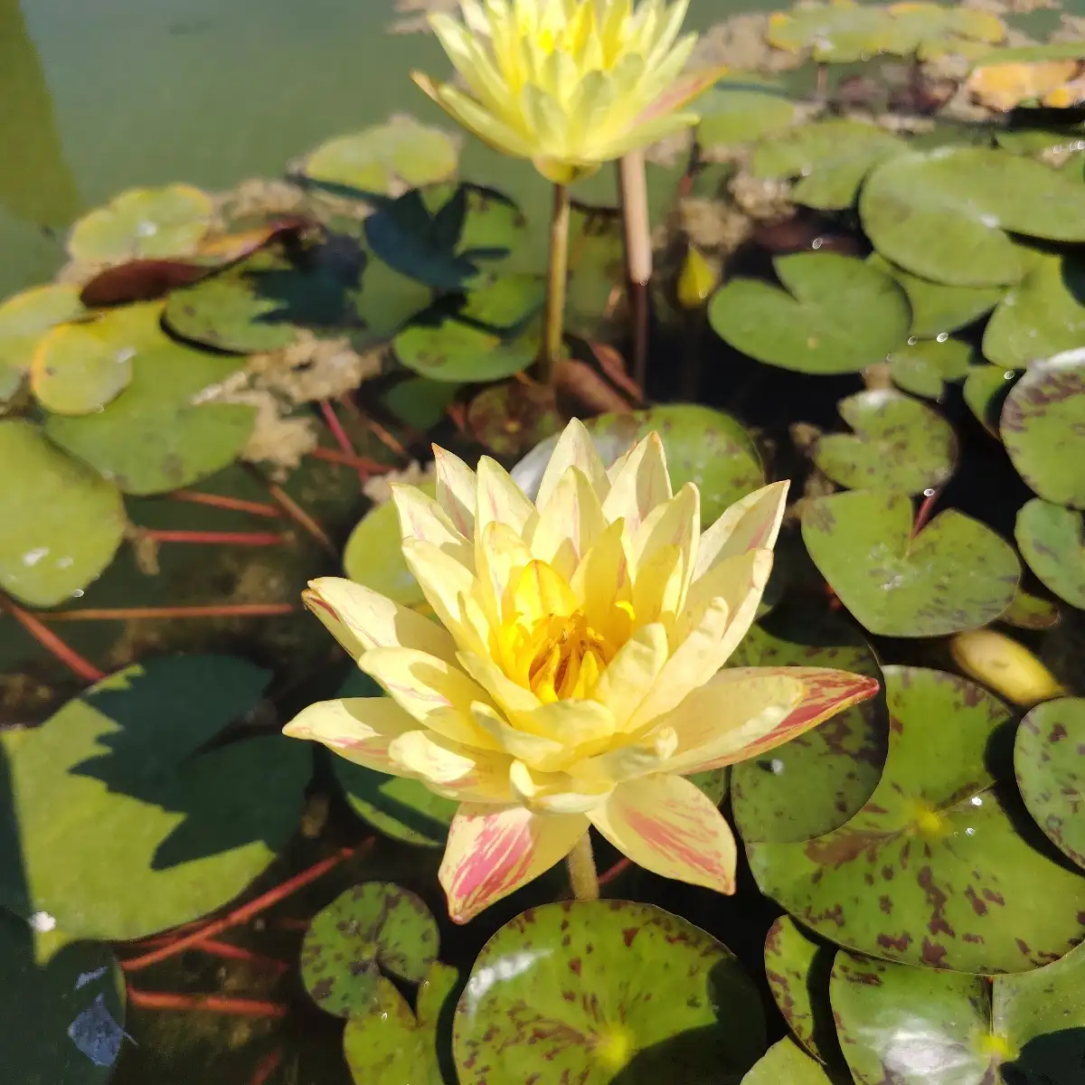 Nymphaea Paranee