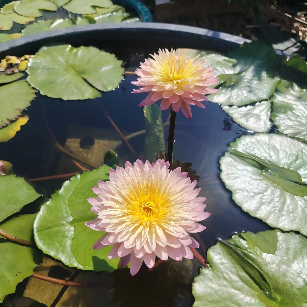 Nymphaea ‘Hassabadin’