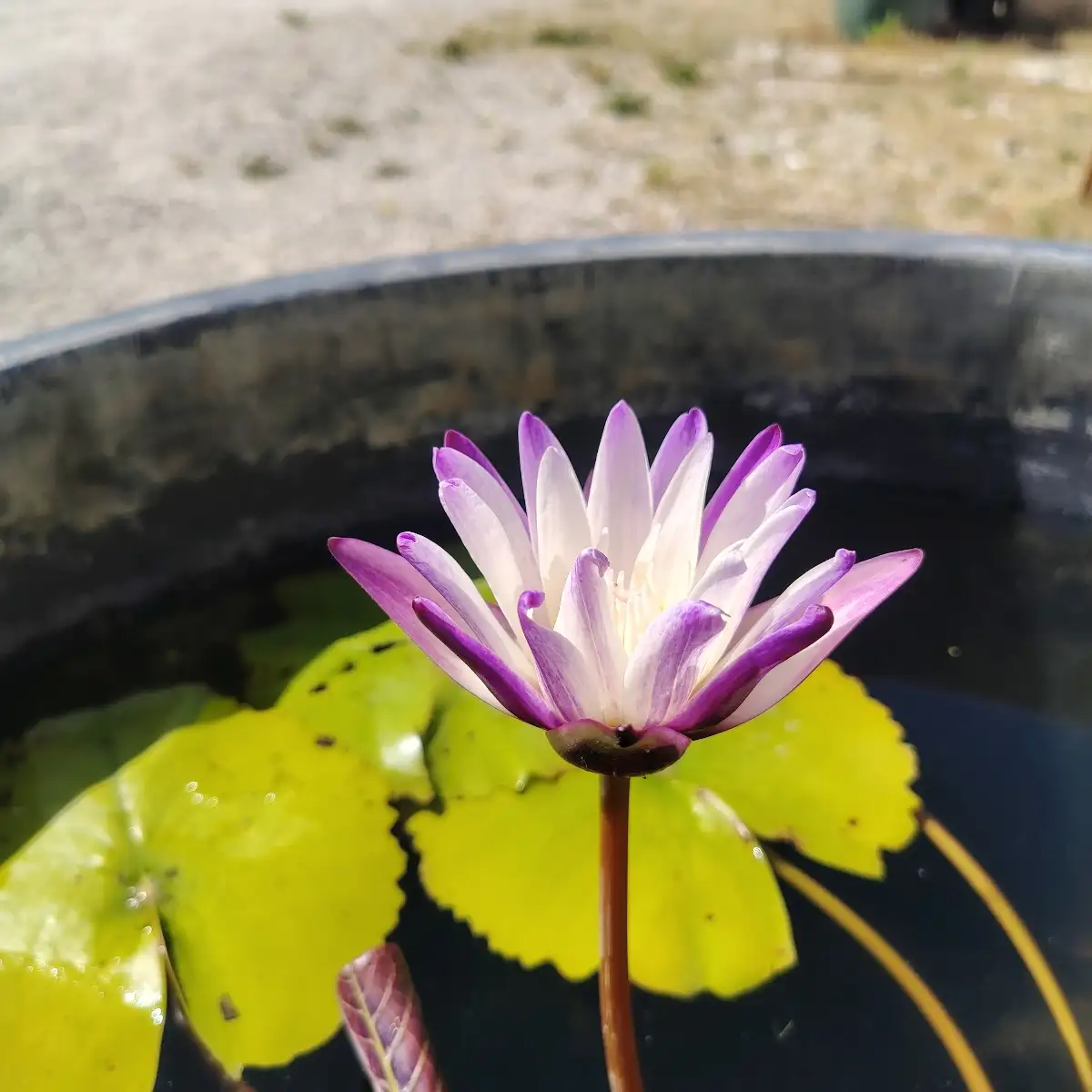 Nymphaea ‘Purple Joy’