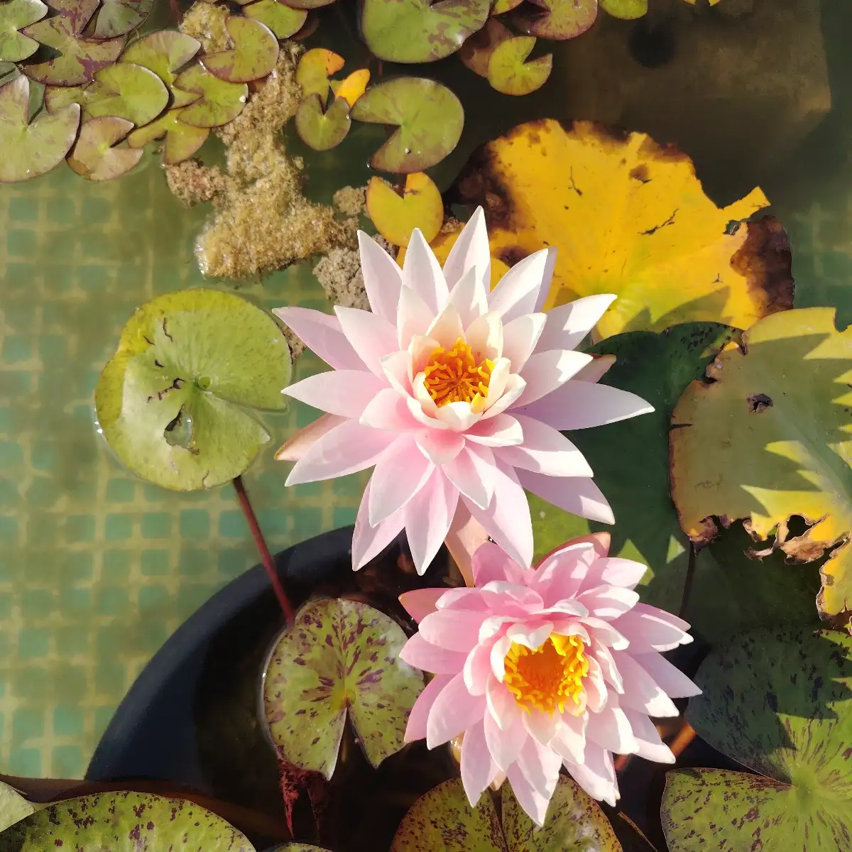 Nymphaea Myra