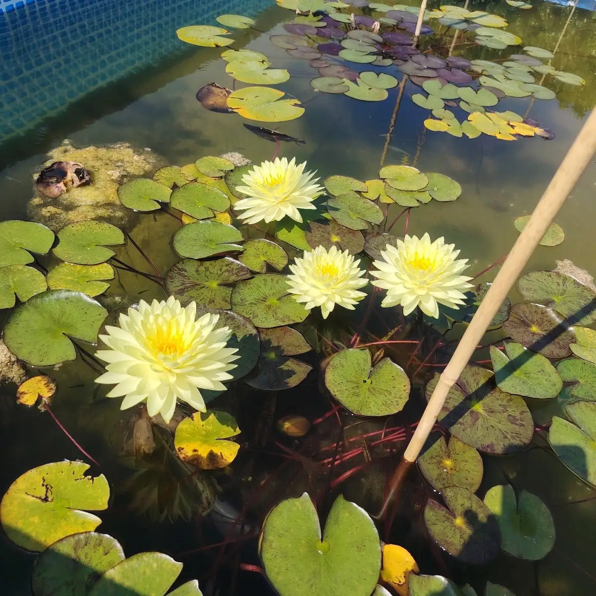 Nymphaea Puttaruksa