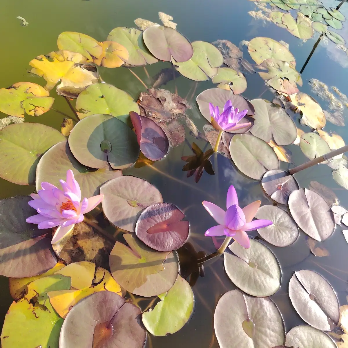 Nymphaea ‘Fay McDonald’