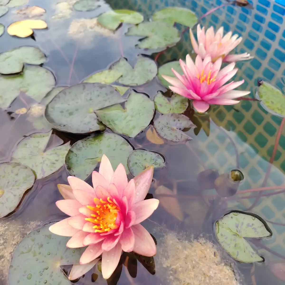 Nymphaea Little Sue