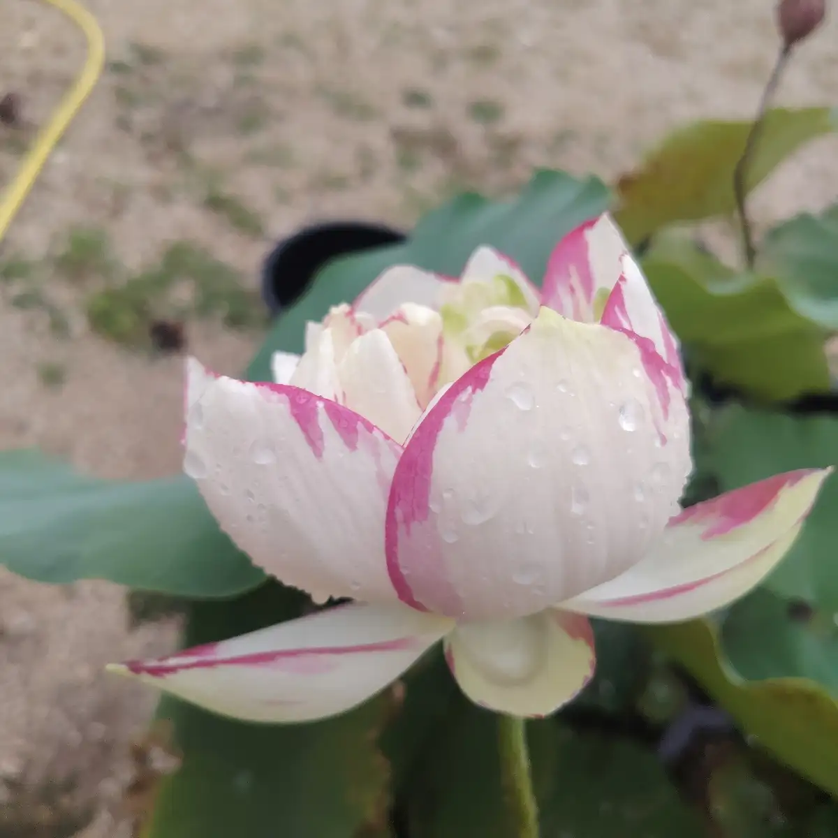 Nelumbo ‘Dasajin’ – Large Versicolor