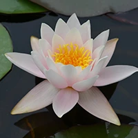 Nymphaea ‘Marliacea Carnea