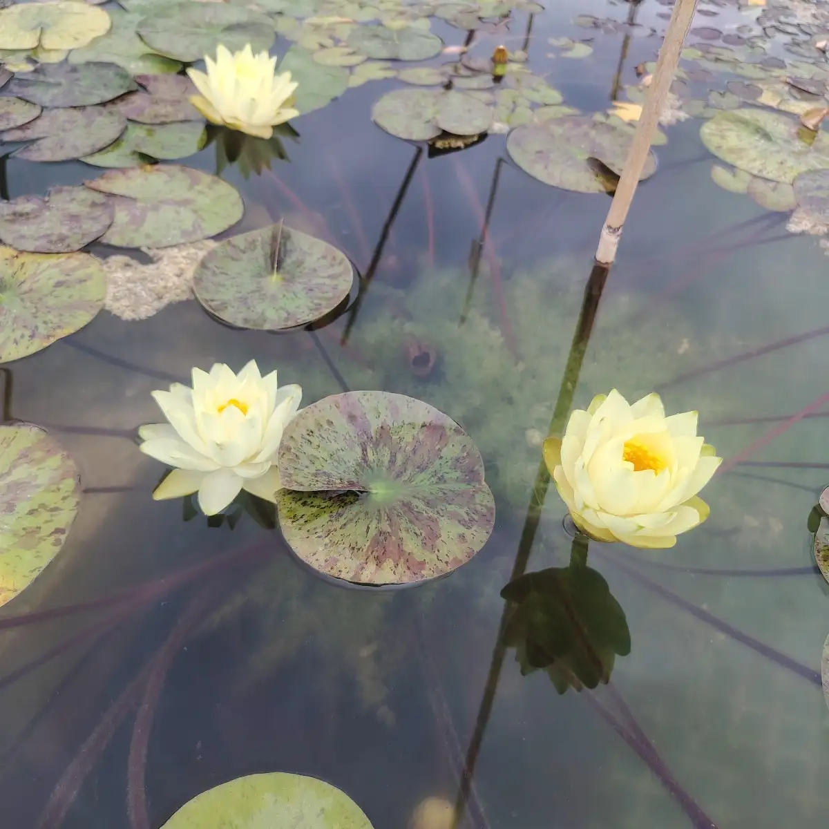 Nymphaea bouton d'or