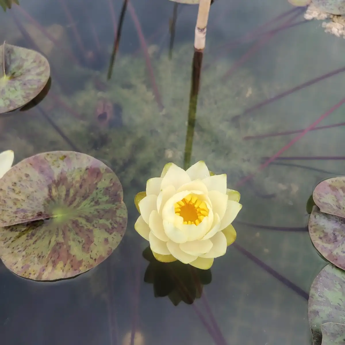 Nymphaea bouton d'or
