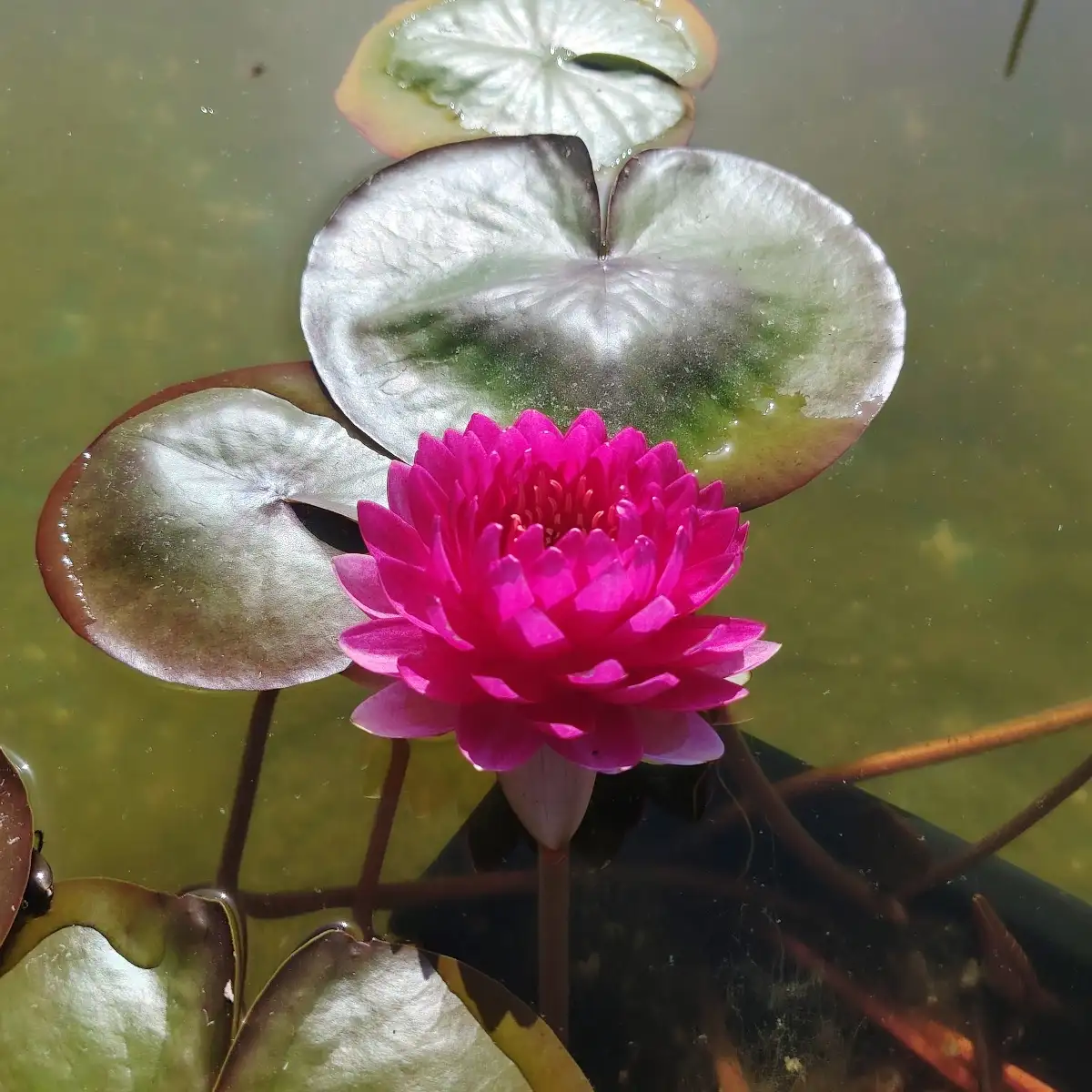 Nymphaea Reine du Bal