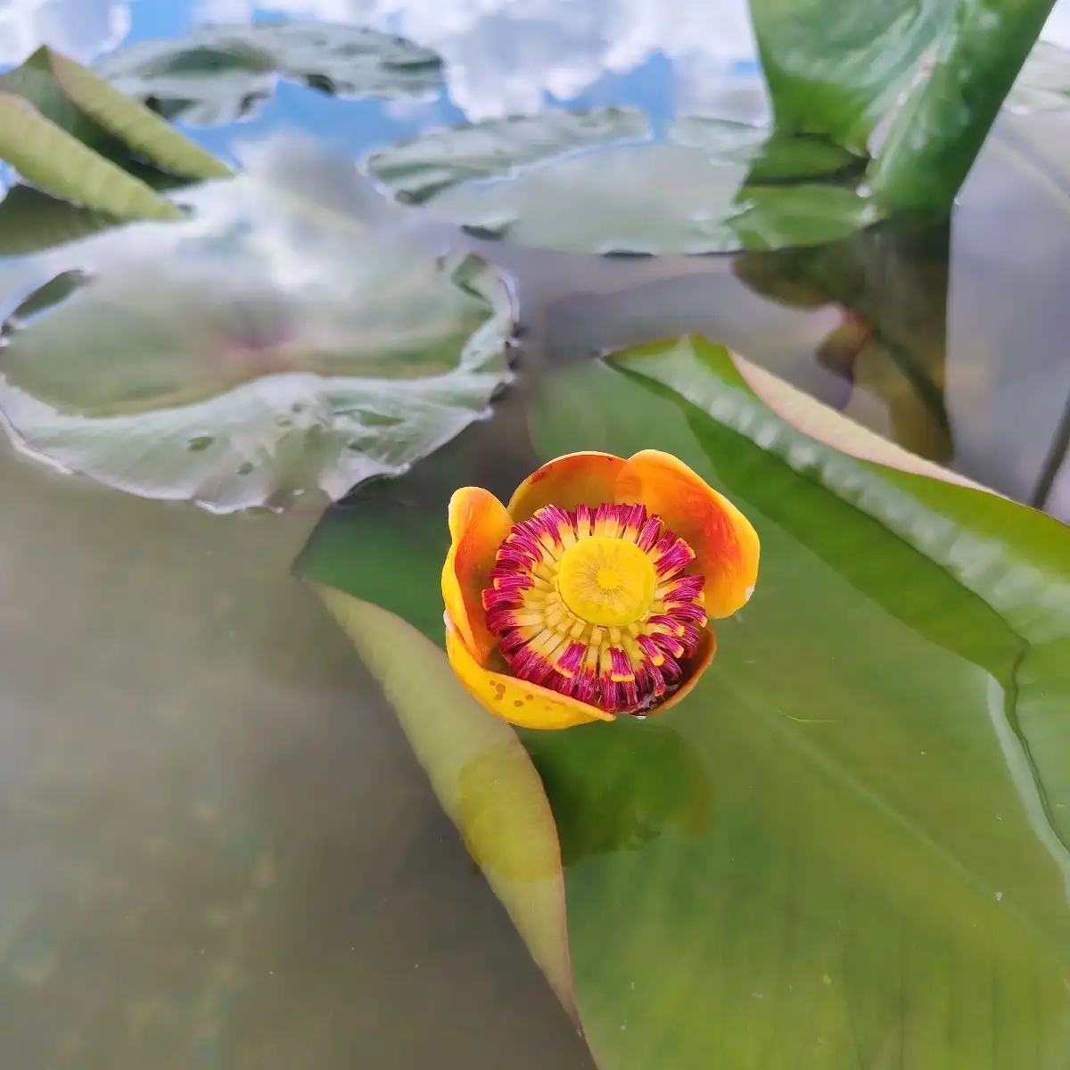 Nuphar Advena