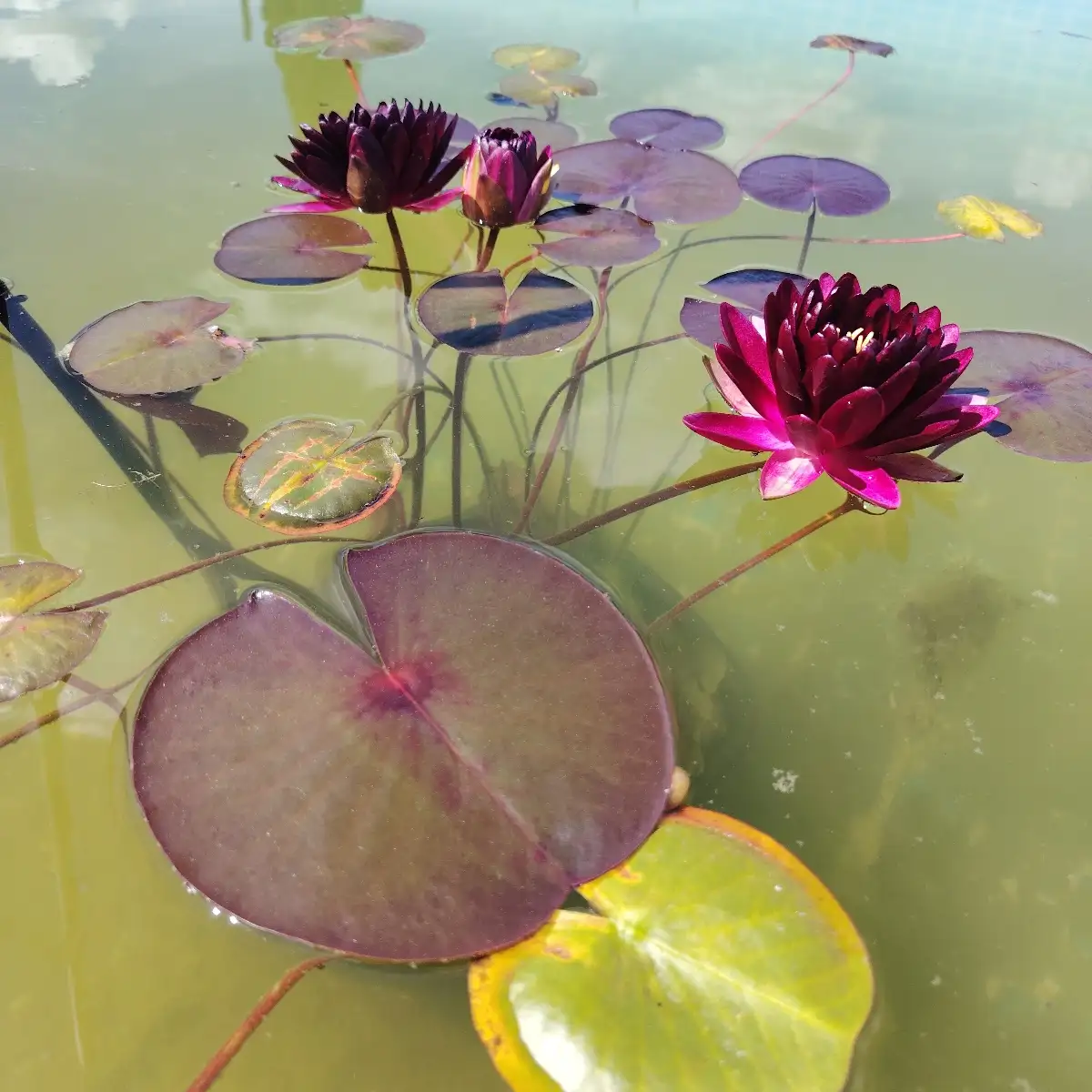 Nymphaea Stromboli