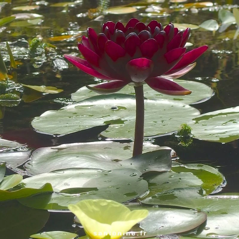 Nymphaea Black Princess
