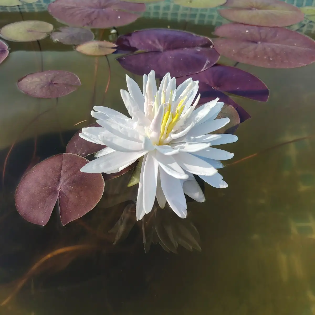 Nymphaea Snowflake