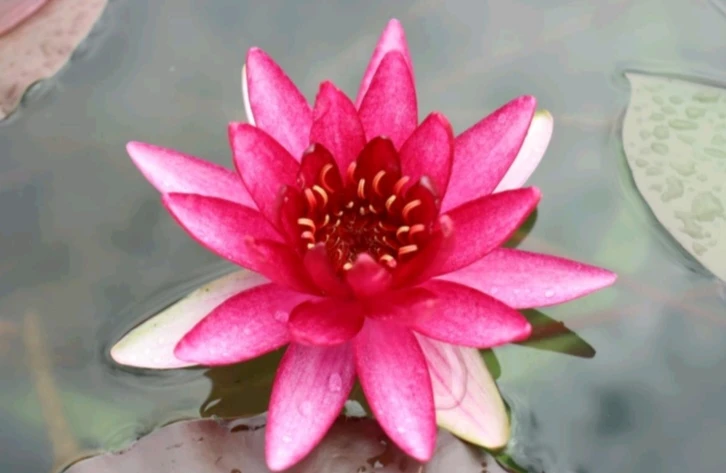 Nymphaea Lothar von Oldehoff