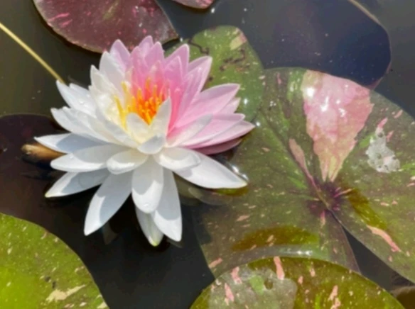 Nymphaea Painted Lady