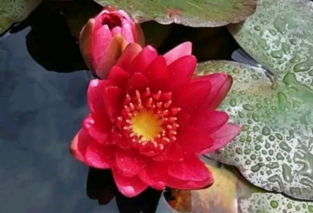 Nymphaea Pygmaea Rubra