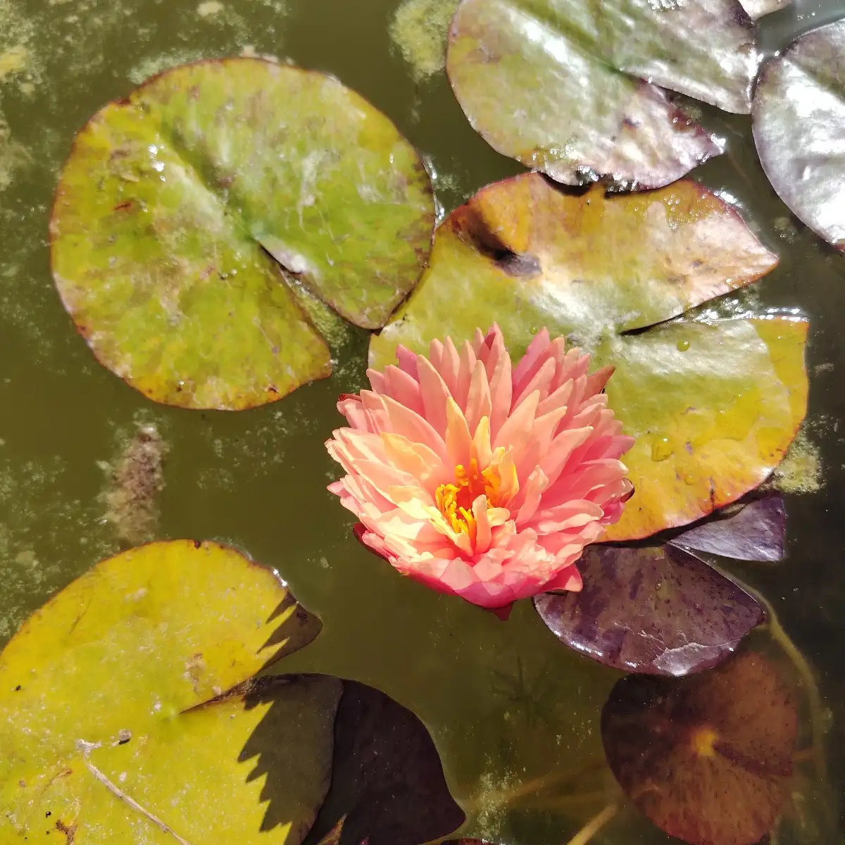 Nymphaea Gérard Malinvaud