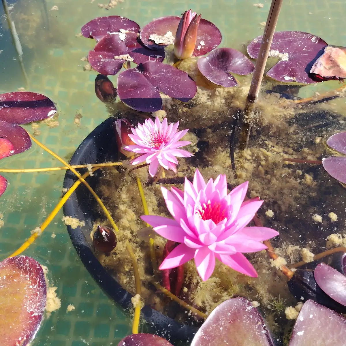 Nymphaea Raphaël