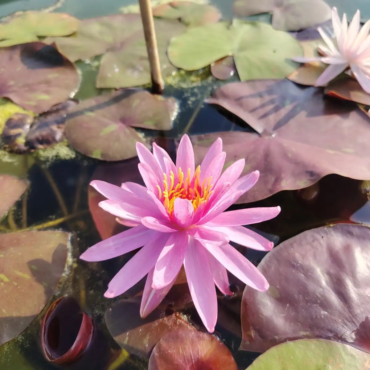 Nymphaea Pink Dawn