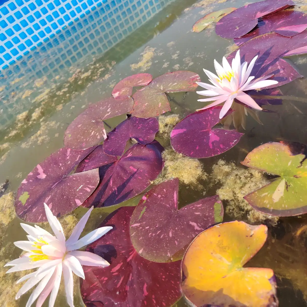 Nymphaea Arc en Ciel