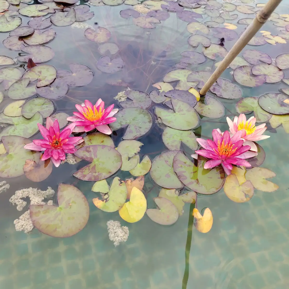 Nymphaea Aurora