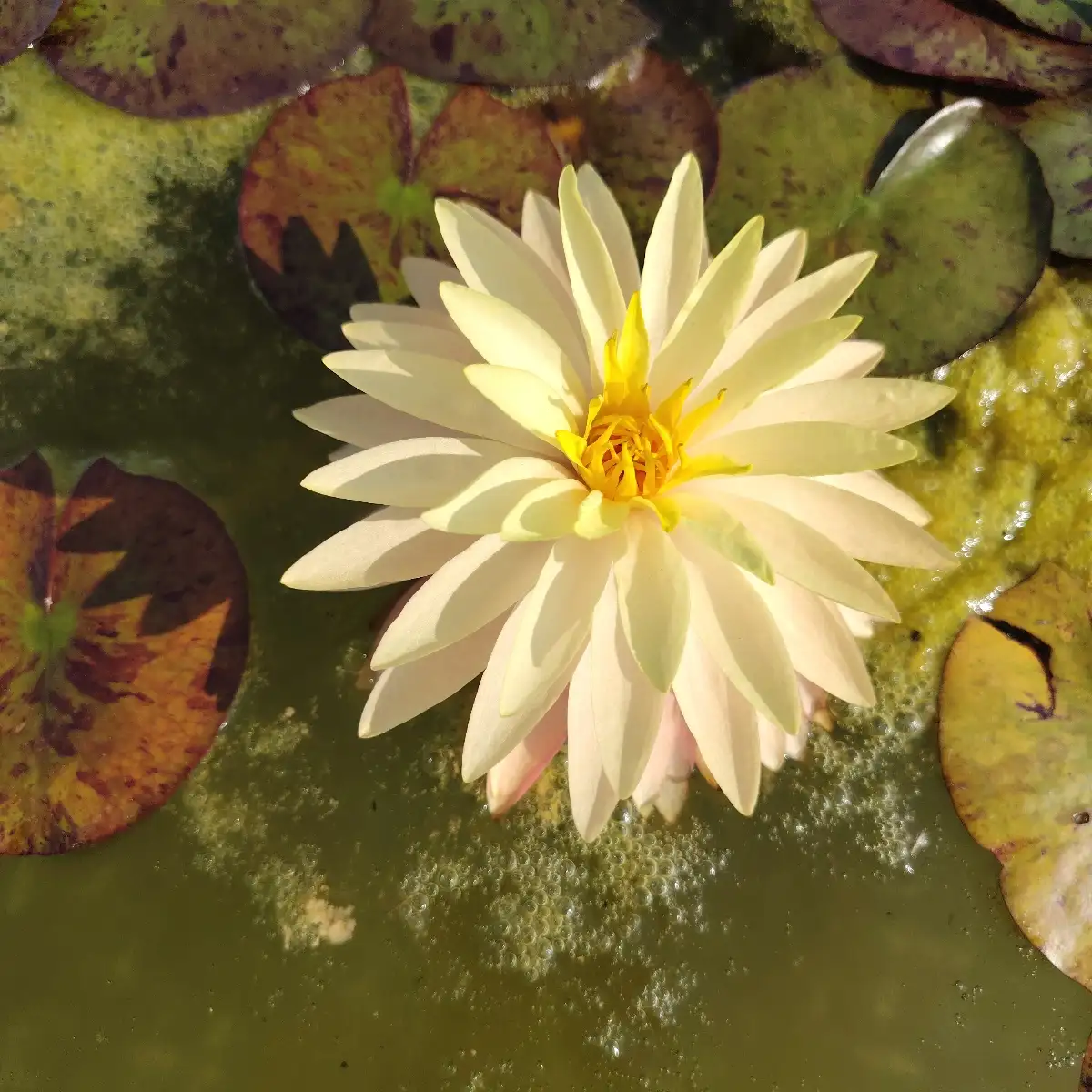 Nymphaea Gérard Malinvaud