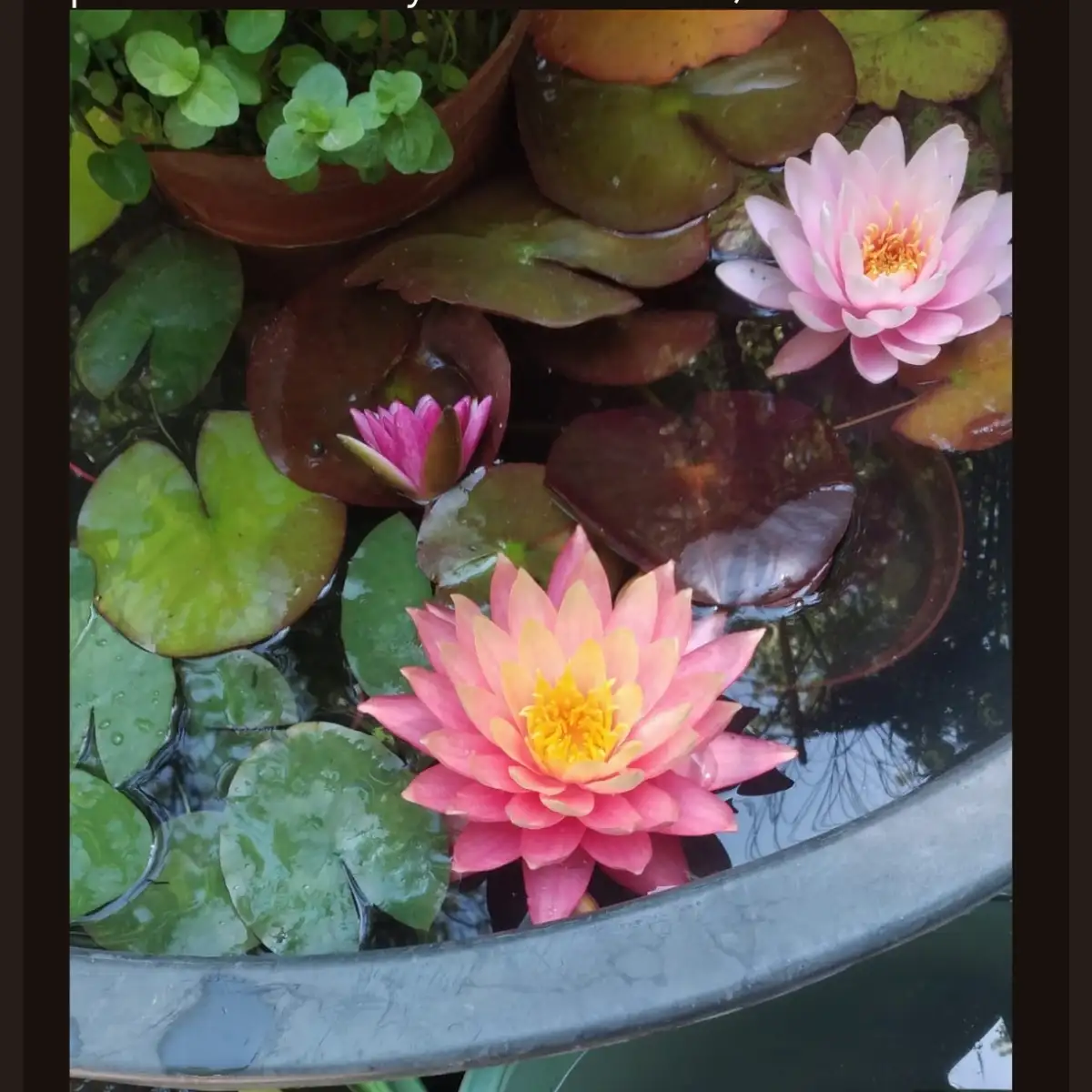 Nymphaea Sunfire