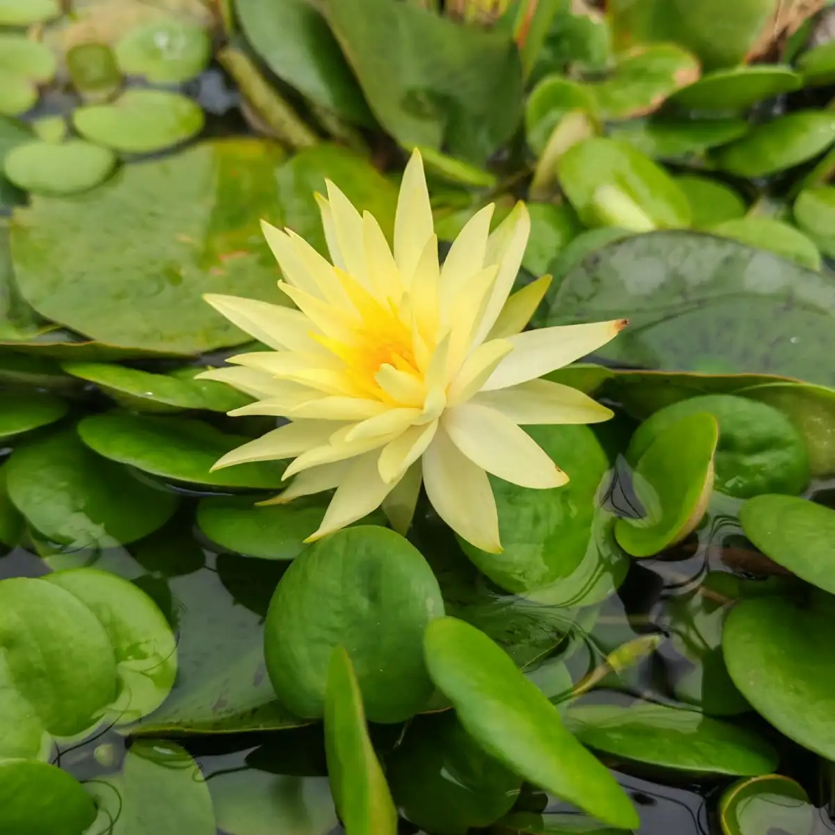Nymphaea Izia