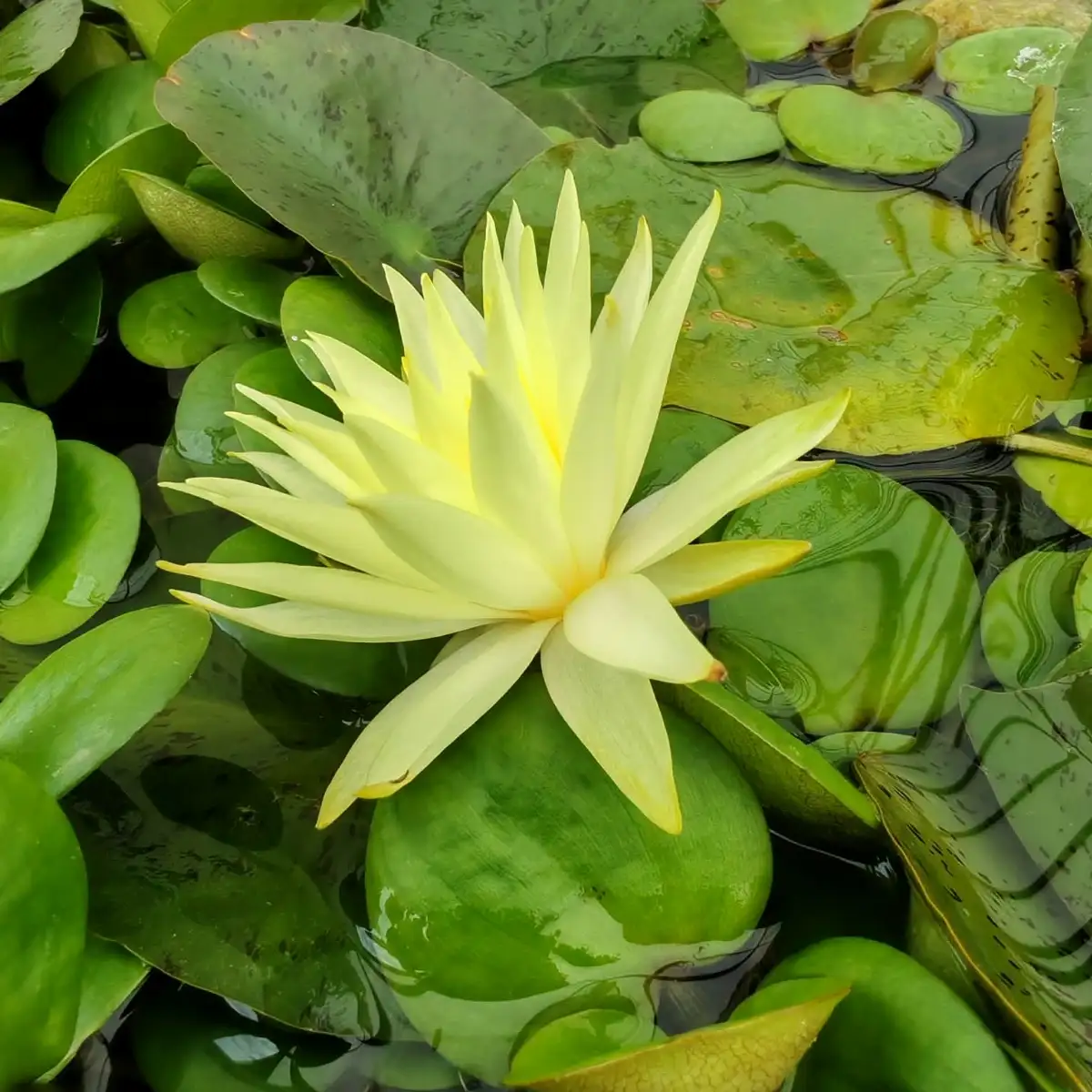 Nymphaea Izia