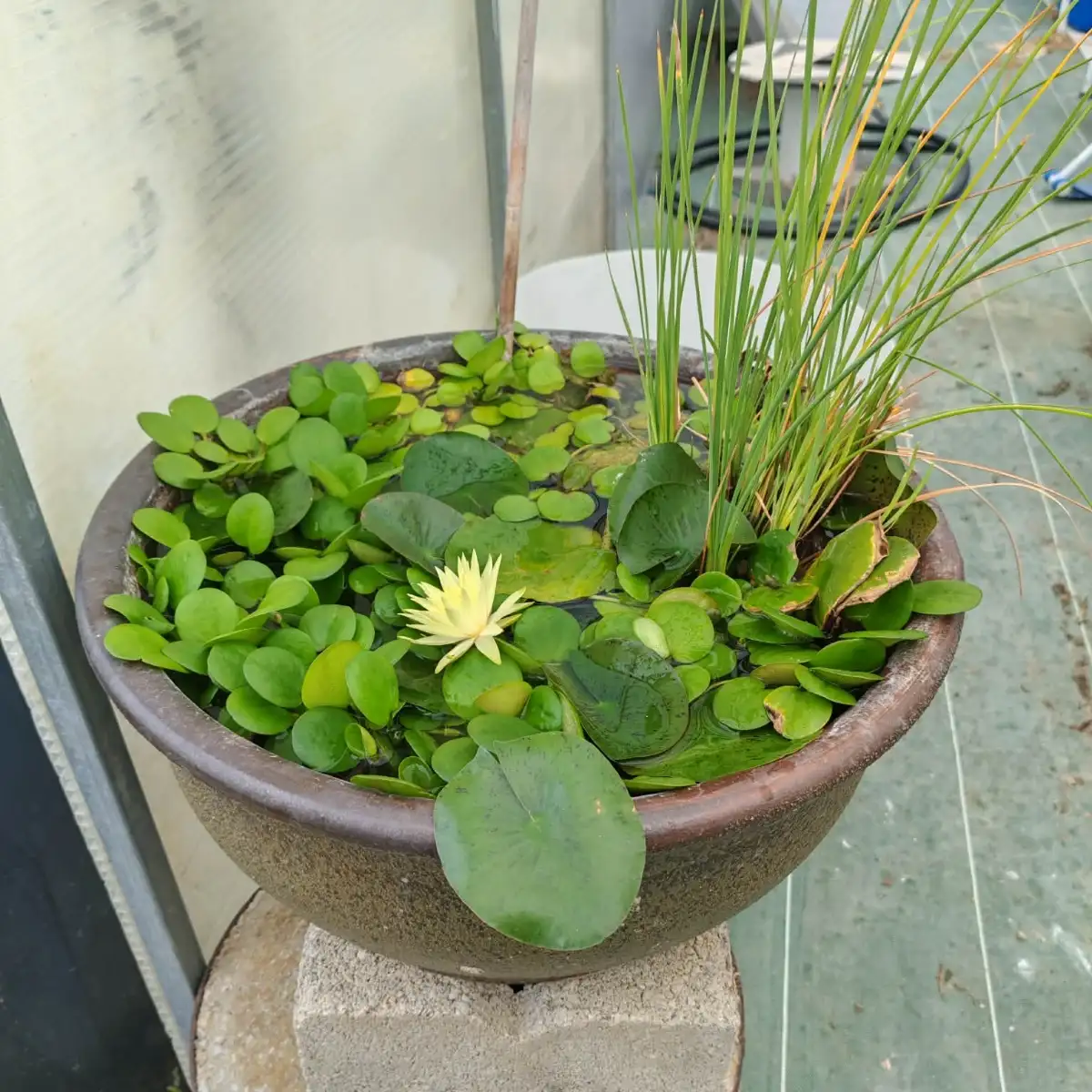Nymphaea Izia