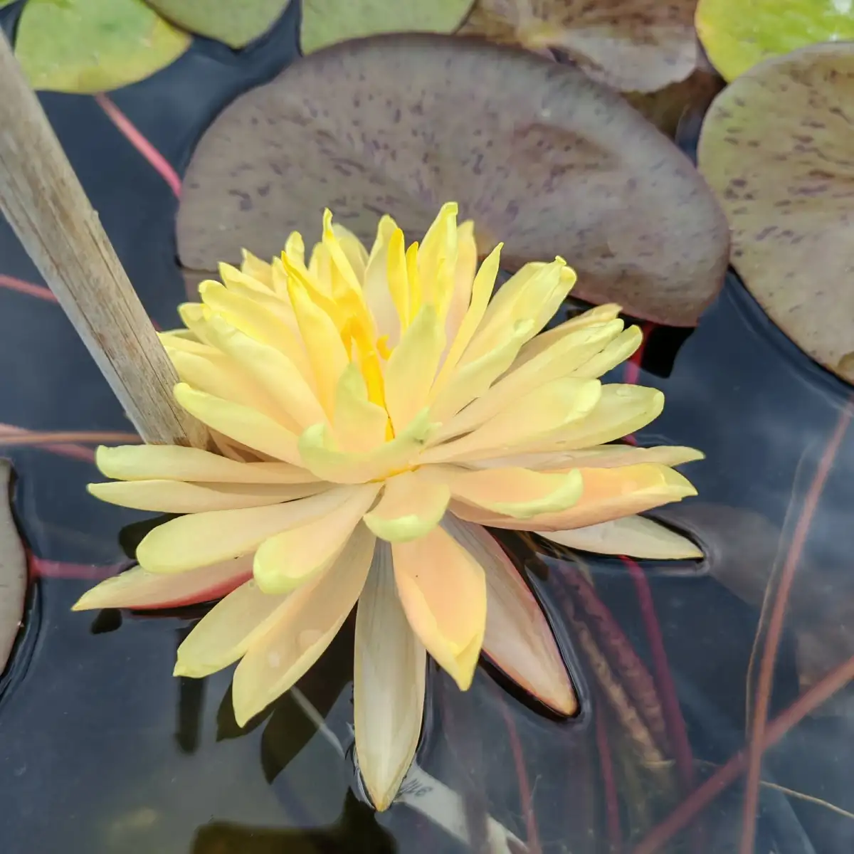 Nymphaea ‘Demoiselle’