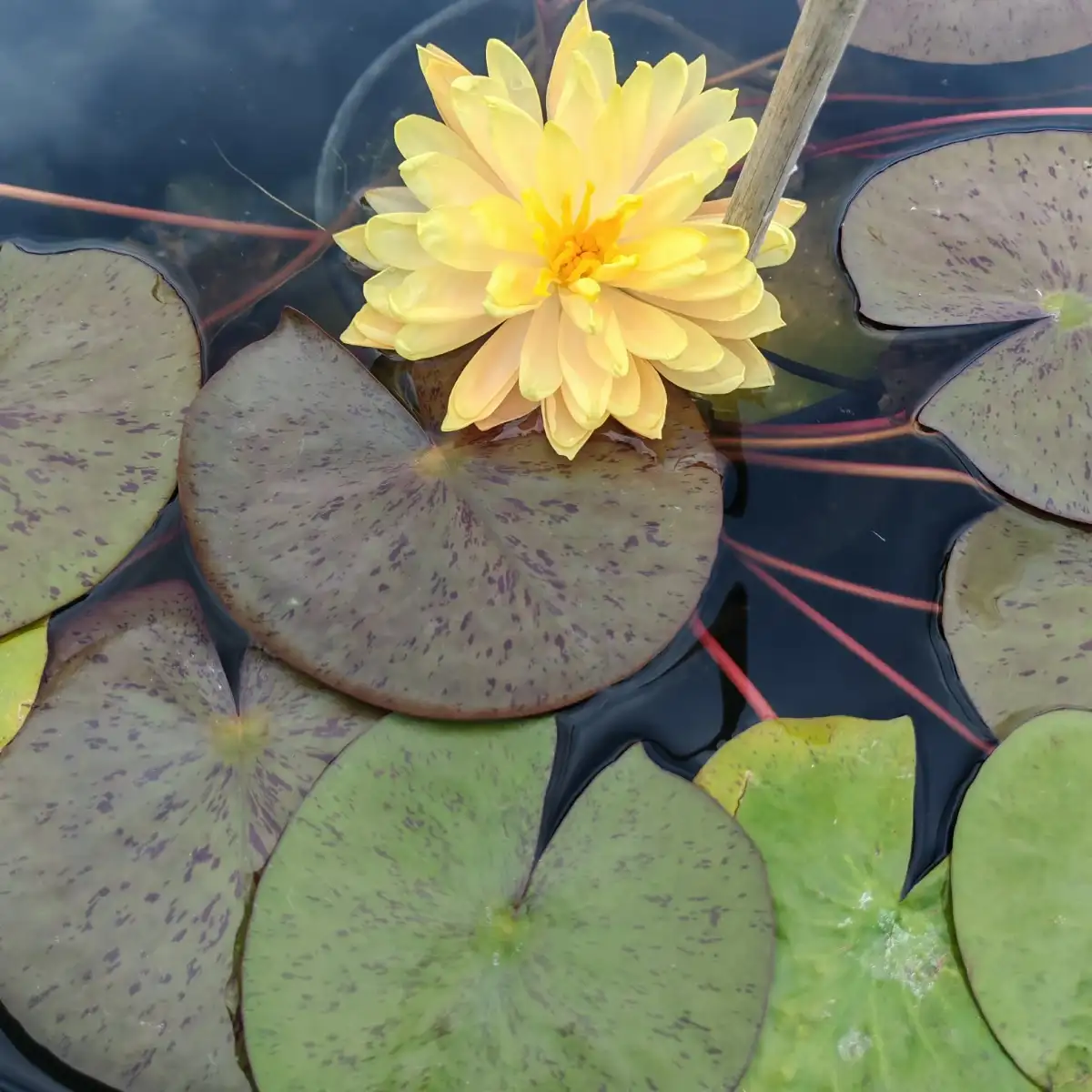 Nymphaea ‘Demoiselle’
