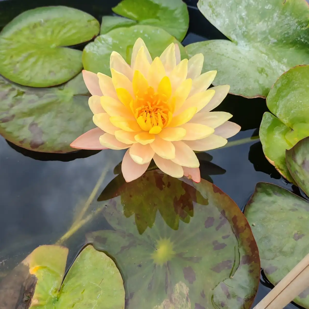 Nymphaea ‘Mangkala Ubol’