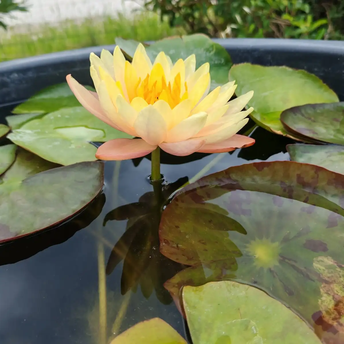 Nymphaea ‘Mangkala Ubol’