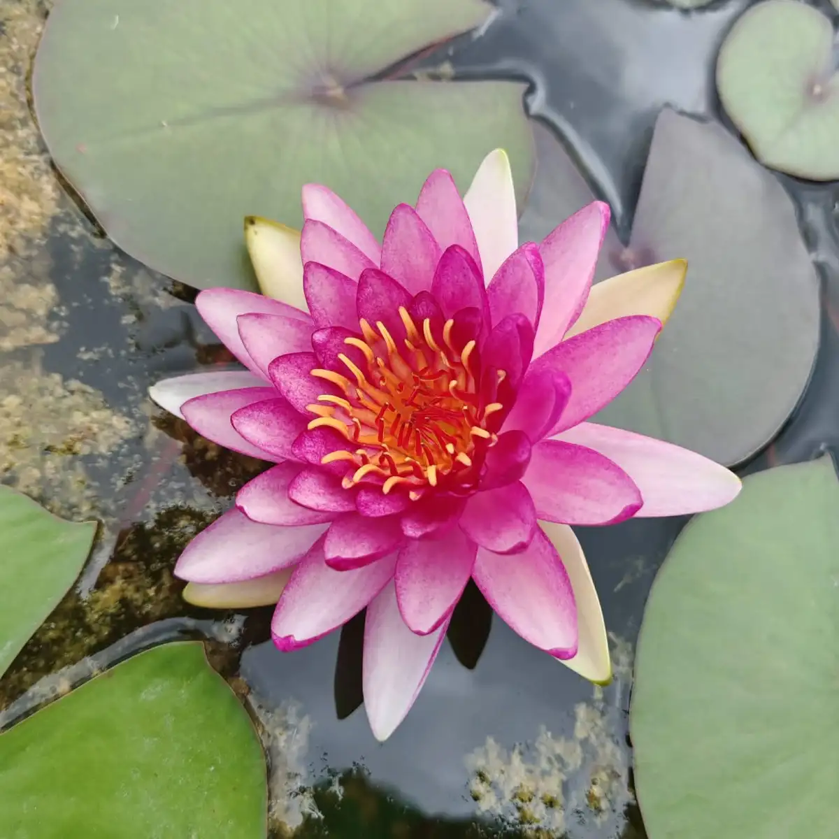 Nymphaea Lothar von Oldehoff