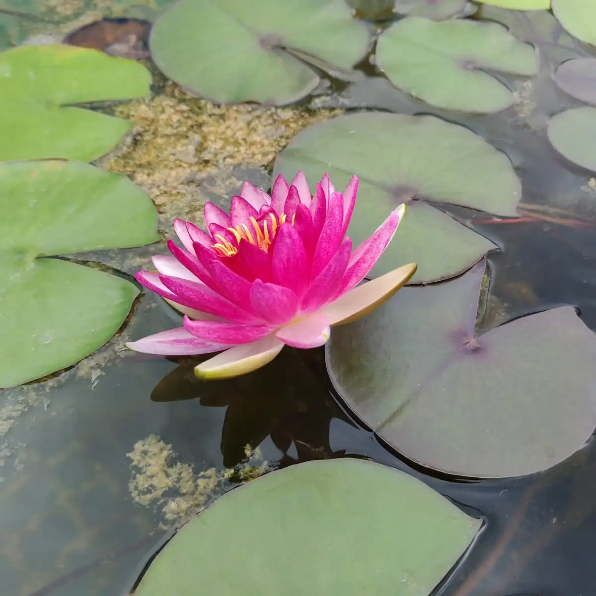 Nymphaea Lothar von Oldehoff