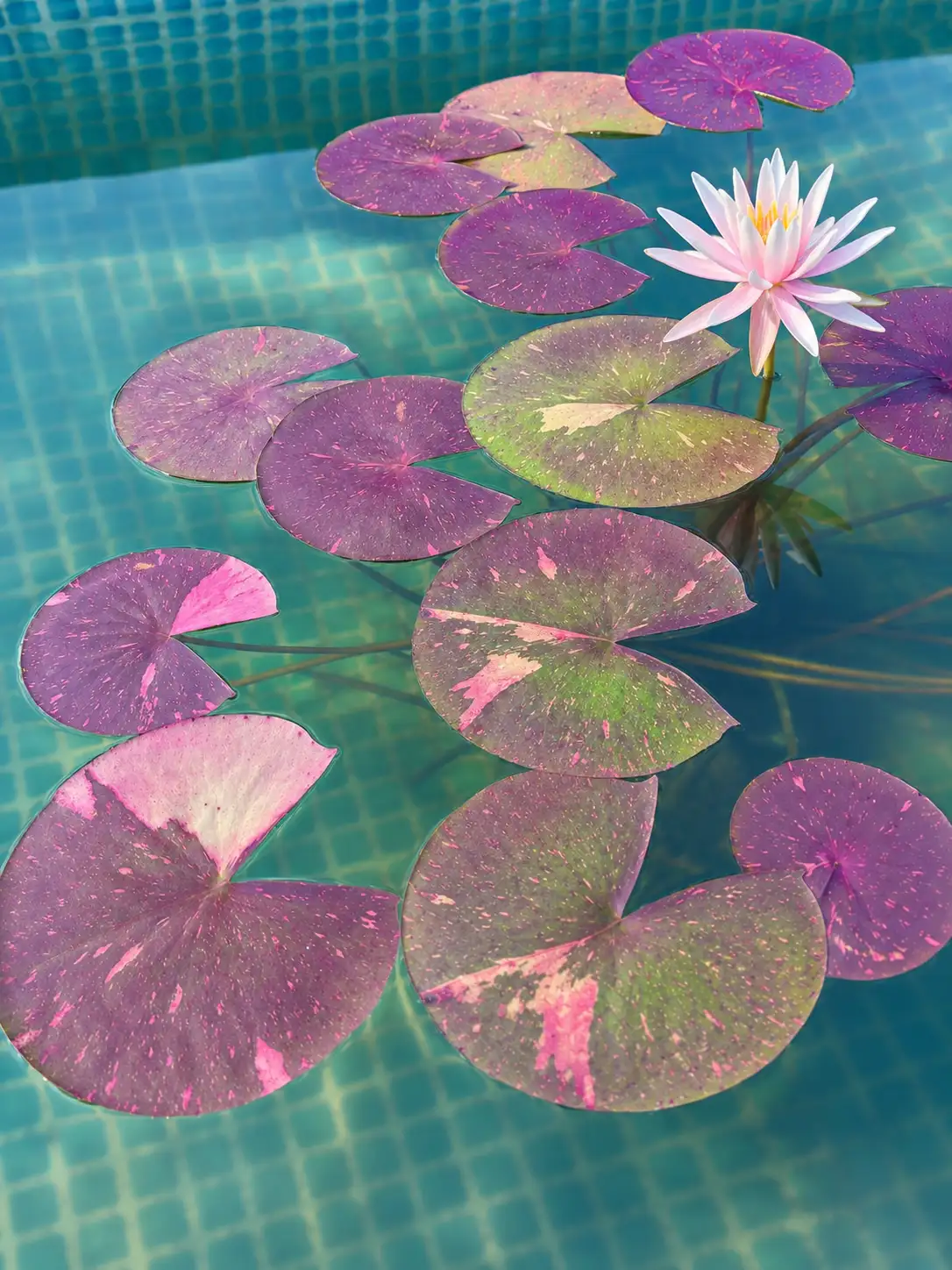 Nymphaea Arc en Ciel