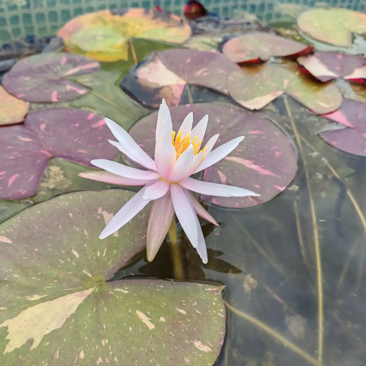 Nymphaea Arc en Ciel