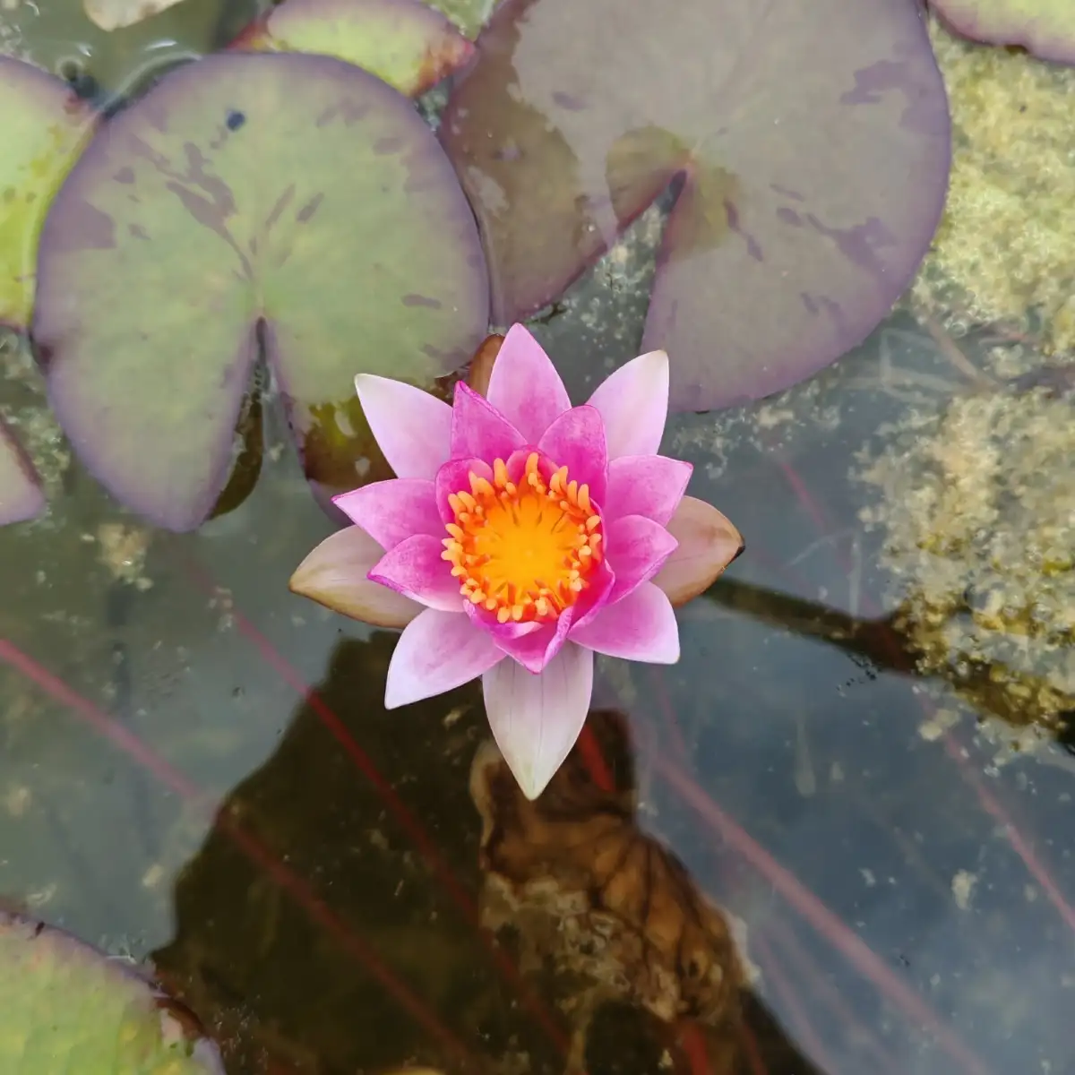 Nymphaea Pygmaea Rubra