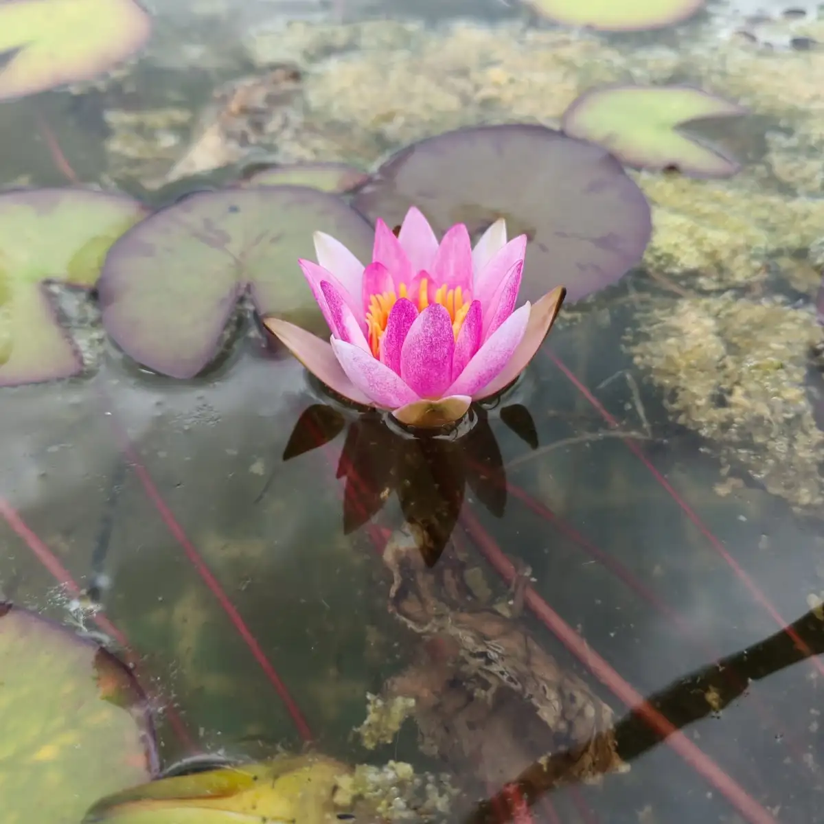 Nymphaea Pygmaea Rubra